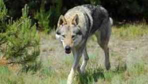 Czechoslovak wolf dog: описание на породата